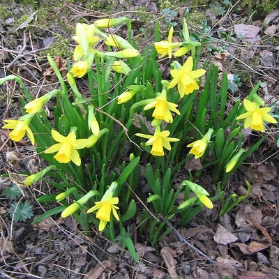Narcissus 'Tete a tete'