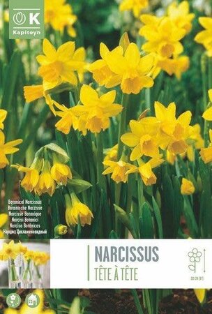Narcissus 'Tete A Tete' Bag (75 bulbs)