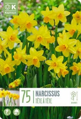 Landscape Bag Narcissus Tete A Tete - Image courtesy of Kapiteyn