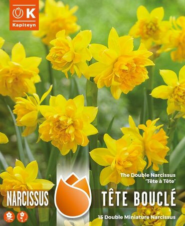 Narcissus Tête Boucle - Double Blooming (15 bulbs)