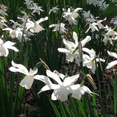 Narcissus "Thalia" - Photo by JoJan (GFDL)