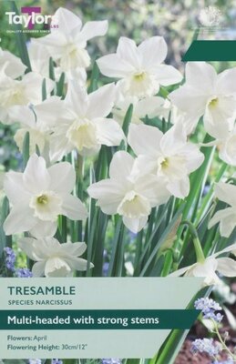 Narcissus Tresamble - Image courtesy of Taylors Bulbs