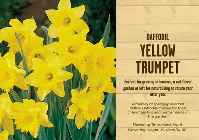 Narcissus Trumpet Yellow (2kg)