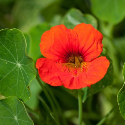 Nasturtium - Image by Pezibear from Pixabay  