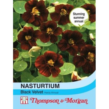 Nasturtium Black Velvet - Image courtesy of T&M