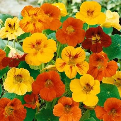 Nasturtium Maharajah Mix