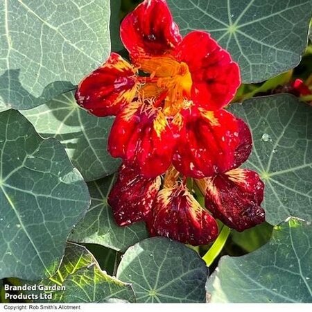 Nasturtium Trop majus Crime Scene - Image courtesy of Thompson & Morgan