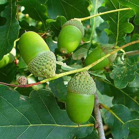 Native Oak (Quercus robur) 60-80cm Bare Root