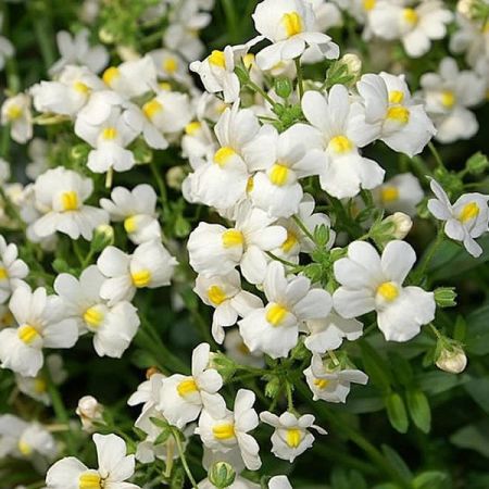 Nemesia “Karoo White” - Photo by David J. Stang (CC BY-Sa 4.0)