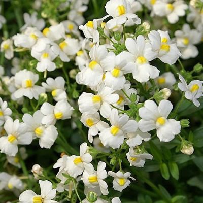 Nemesia “Karoo White” - Photo by David J. Stang (CC BY-Sa 4.0)