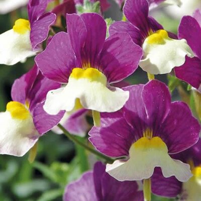 Nemesia 'Vanilla Berry' (2L pot)