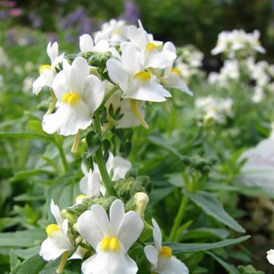 Nemesia 'White Perfume' - Photo by Forest & Kim Starr (CC BY-SA 3.0)