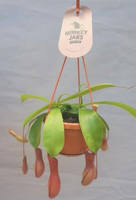 Nepenthes alata  - Image courtesy of Pannebakker