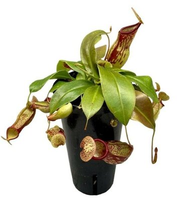 Nepenthes 'Gaya' - Image courtesy of Pannebakker