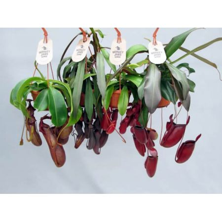 Nepenthes mix  - Image courtesy of Pannebakker