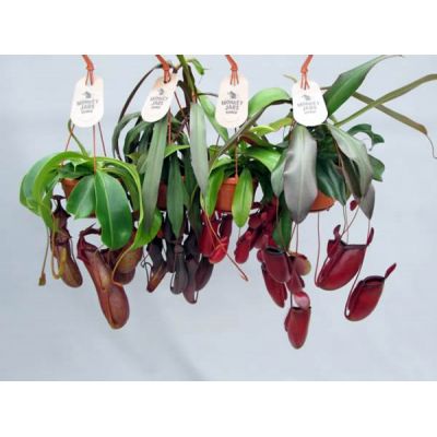 Nepenthes mix  - Image courtesy of Pannebakker
