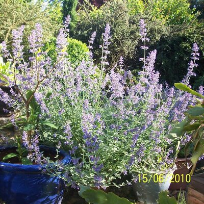 Nepeta 'Six Hills Giant' (2L pot)