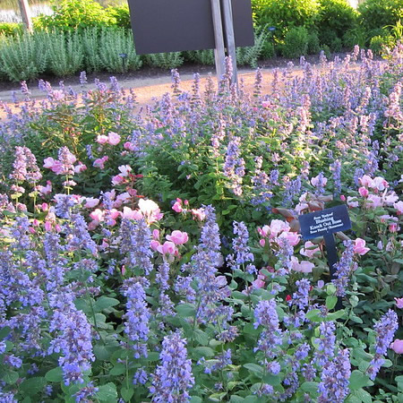 Nepeta 'Walker's Low' - Photo by cultivar413 (CC BY-SA 2.0)