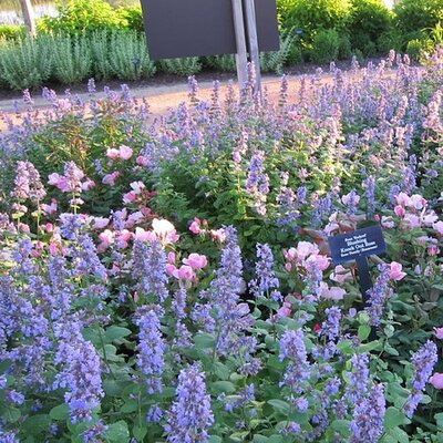 Nepeta 'Walker's Low' - Photo by cultivar413 (CC BY-SA 2.0)