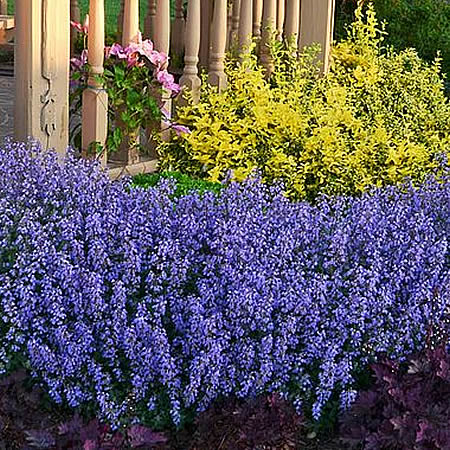 Nepeta faassenii “Purrsian Blue” - Image courtesy of Thompson & Morgan