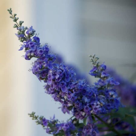 Nepeta faassenii “Purrsian Blue” - Image courtesy of pxfuel
