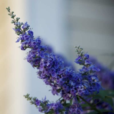 Nepeta faassenii “Purrsian Blue” - Image courtesy of pxfuel