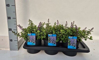 Nepeta faassenii 'Purrsian Blue' (2L pot)