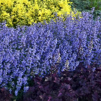 Nepeta faassenii “Purrsian Blue” - Image courtesy of pxfuel