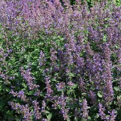 Nepeta “Purrsian Blue” - Photo by Kor!An (CC BY-SA 3.0)
