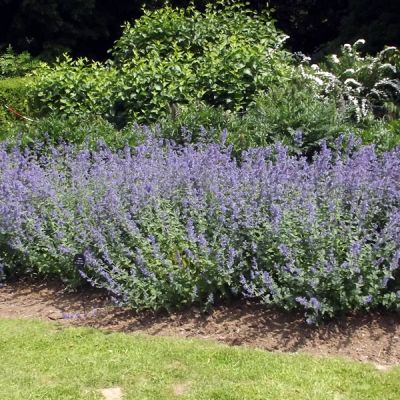 Nepeta "Six Hills Giant" - Photo by Elliott Brown (CC BY-Sa 2.0)