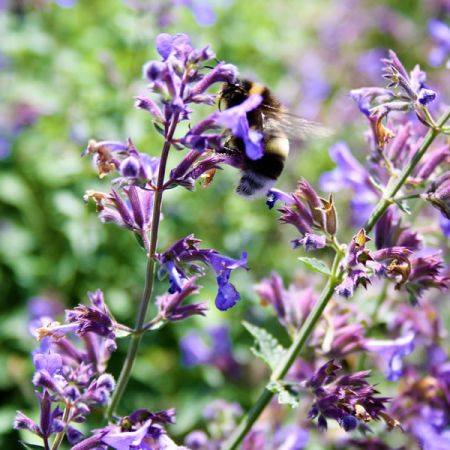 Nepeta 'Walker's Low' - Image by salvadorsevillano1 from Pixabay
