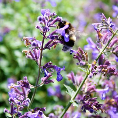 Nepeta "Walkers Low" - Image by salvadorsevillano1 from Pixabay