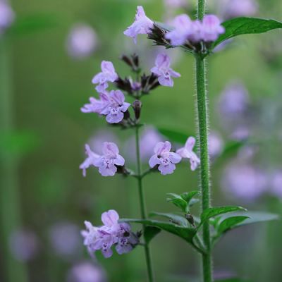 Nepeta 'WalkersLow' (2L pot)