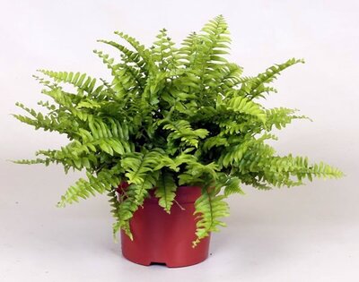 Nephrolepis 'Boston Blue Bell' (12cm pot)
