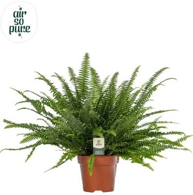 Nephrolepis 'Green Lady' - Image courtesy of Plantline