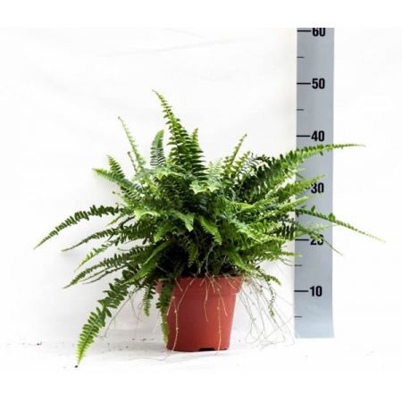 Nephrolepis 'Green Lady' - Image courtesy of Pannebakker