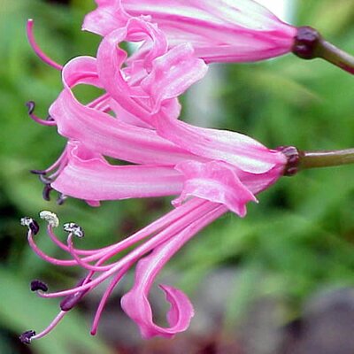 Nerine “Isabel” - Photo by Sony Mavica (CC SA-BY 2.0)