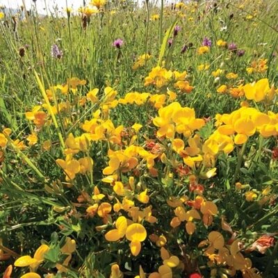 NH Birdsfoot Trefoil (200)