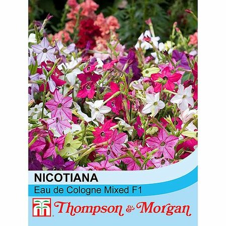 Nicotiana Eau De Cologne Mixed F1 Hybrid - Image courtesy of T&M