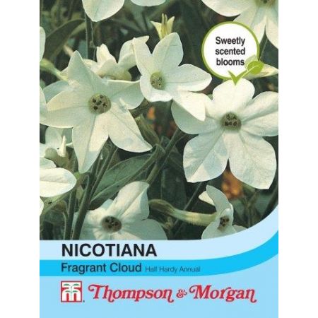 Nicotiana Fragrant Cloud - Image courtesy of T&M