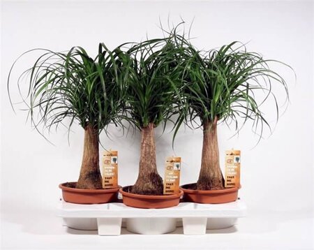 Nolina recurvata