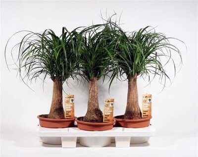 Nolina recurvata