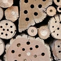 Non-bird Wildlife Care