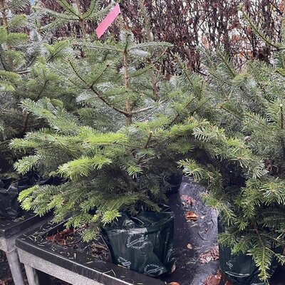 Nordmann Fir Potted Tree - Photo taken at Ardcarne Garden Centre Boyle -30/11/2025