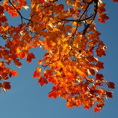 Norway Maple (Acer platanoides)