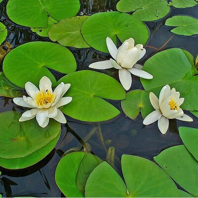 Nymphaea alba  - Photo by H. Zell (GFDL)