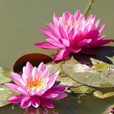 Nymphaea 'Attraction'  - Photo by MathieuMD (CC BY-SA 4.0 )