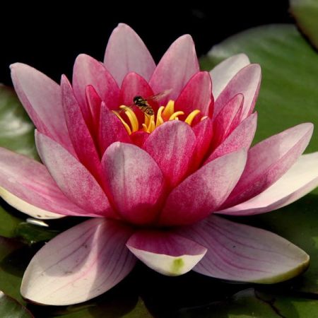 Nymphaea 'Fabiola' (11cm pot)