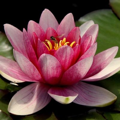 Nymphaea 'Fabiola' (11cm pot)