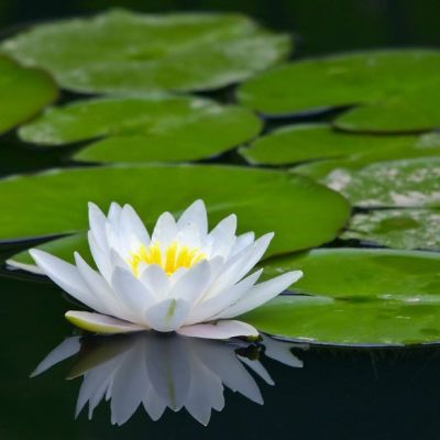 Nymphaea 'Marliacea Albida' (11cm pot)
